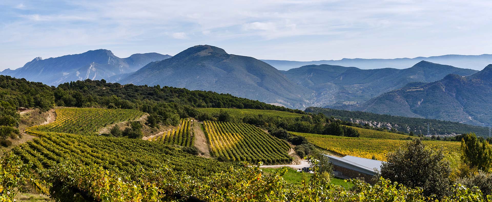 vignoble_couverture